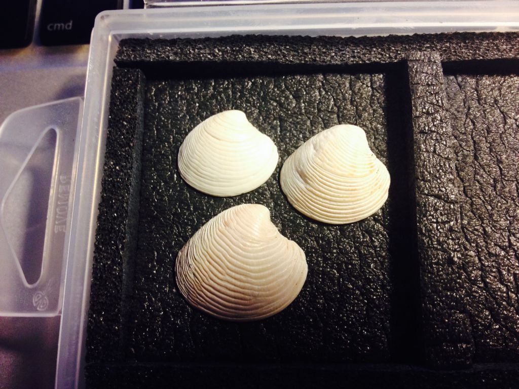 Bivalvi da determinare